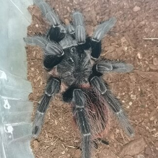 Female Sericopelma sp. “El Cope Giant Red Rump ” Tarantula 5.5"