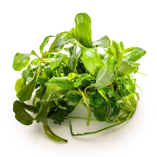 Tropica Bucephalandra pygmaea 'Bukit Kelam'