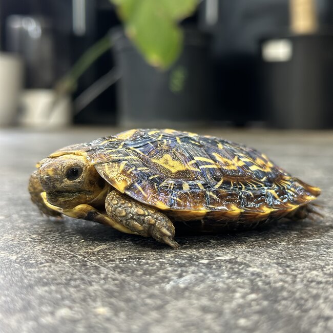 Pancake Tortoise