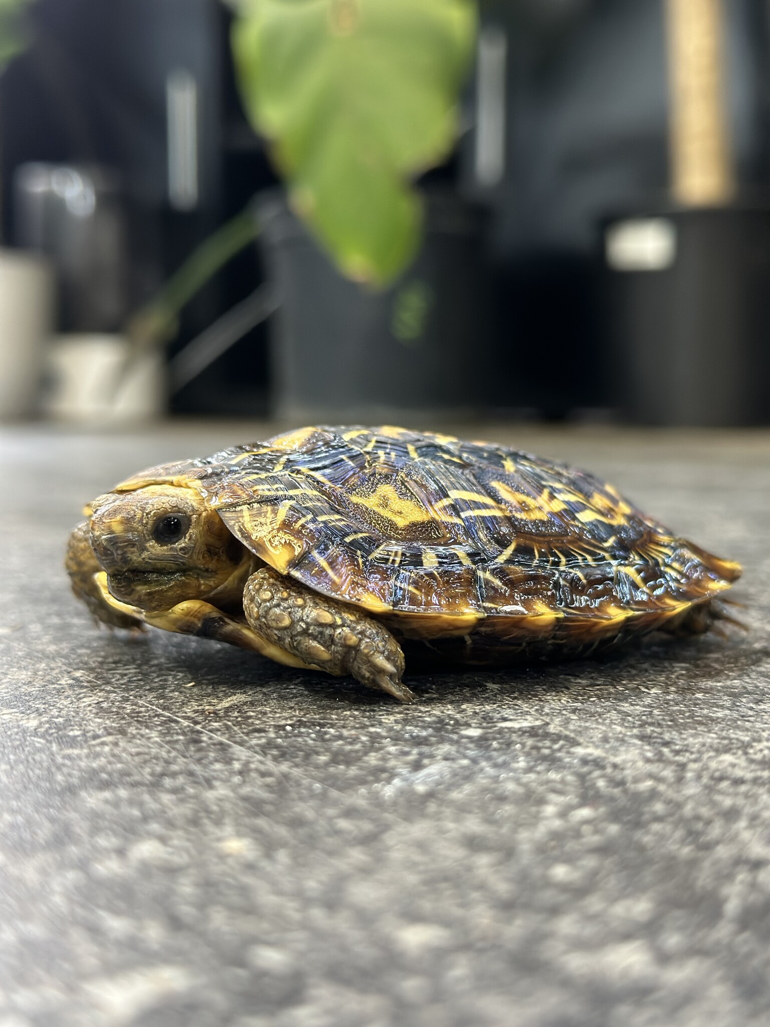 Pancake Tortoise - Roonami