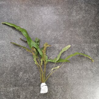 Live Plant Elaphoglossum paleaceum (Fern)