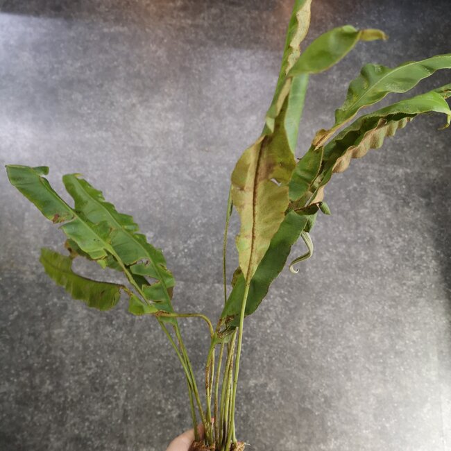 Live Plant Elaphoglossum paleaceum (Fern)