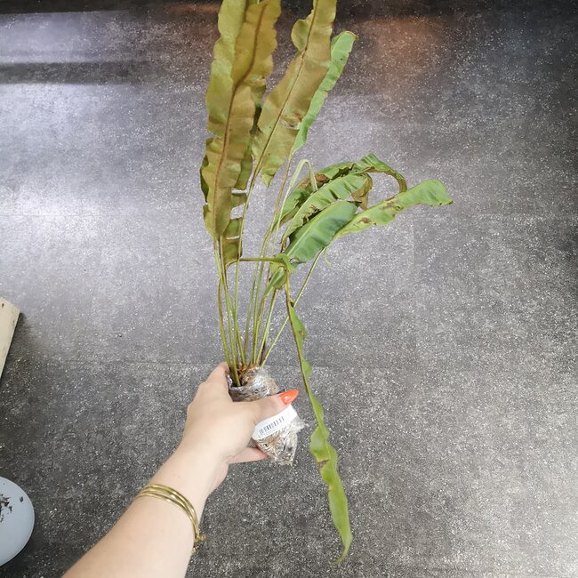 Live Plant Elaphoglossum paleaceum (Fern)