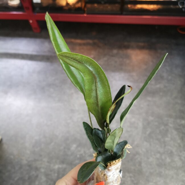 Live Plant Elaphoglossum metallicum (fern)