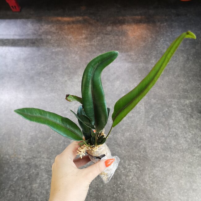 Live Plant Elaphoglossum metallicum (fern)