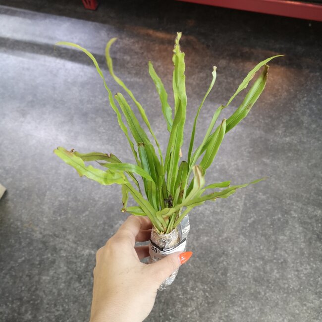 Live Plant Elaphoglossum eximium (fern)