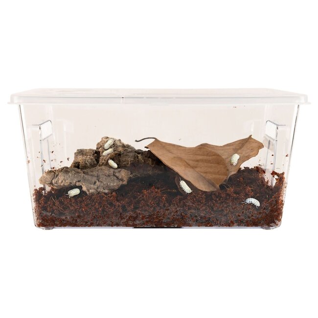 Zoo Med Creatures - Roly-Poly Kit