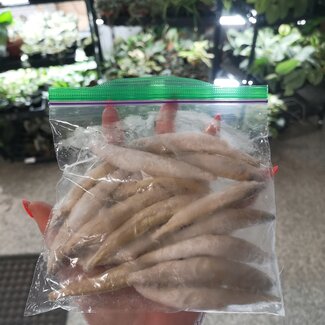 Frozen Silversides (Lake Smelt) 113g