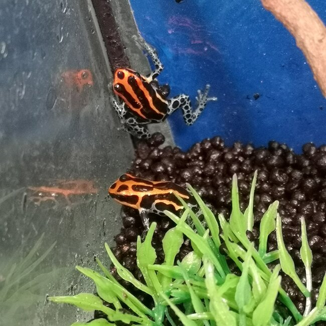 Ranitomeya amazonica – Iquitos red/orange Dart Frog