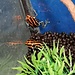 Ranitomeya amazonica – Iquitos red/orange Dart Frog Ranitomeya amazonica – Iquitos red/orange Dart Frog