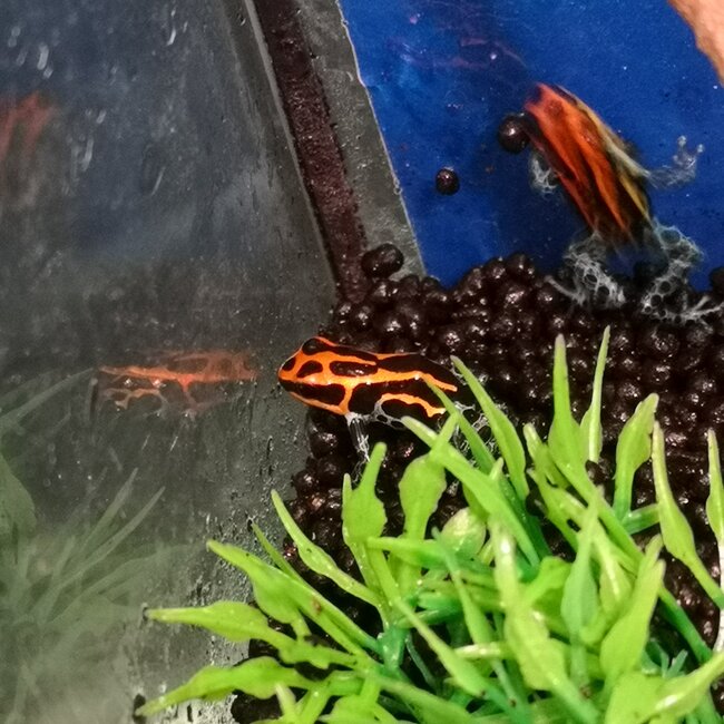 Ranitomeya amazonica – Iquitos red/orange Dart Frog