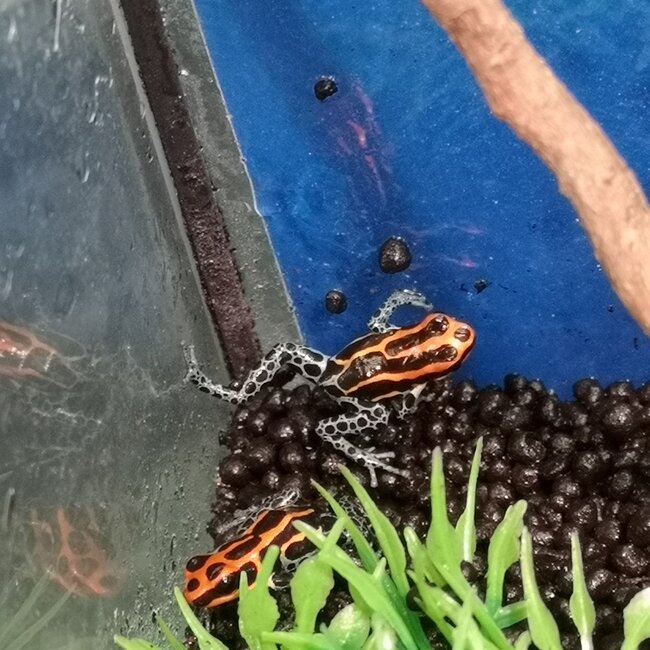 Ranitomeya amazonica – Iquitos red/orange Dart Frog