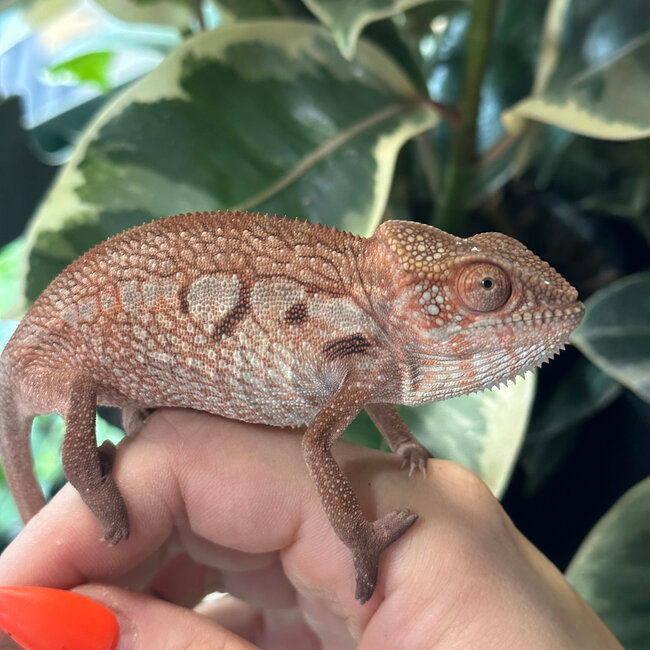Panther Chameleon Ambilobe Female