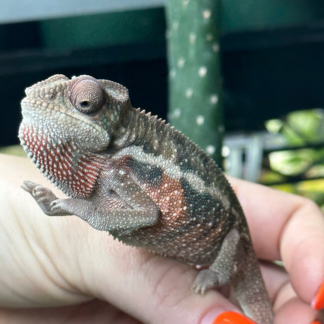 Panther Chameleon Ambilobe Male