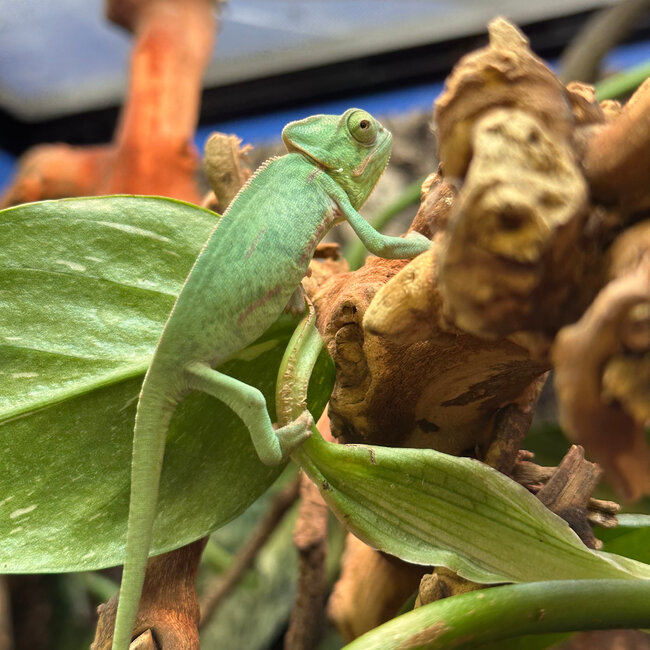 Veiled Chameleon baby