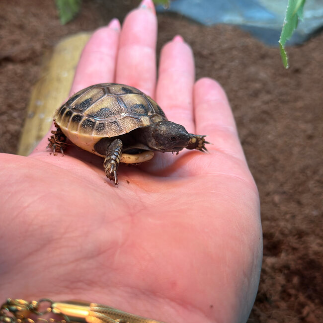Hermanns Tortoise Baby