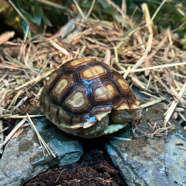 Sulcata Tortoise