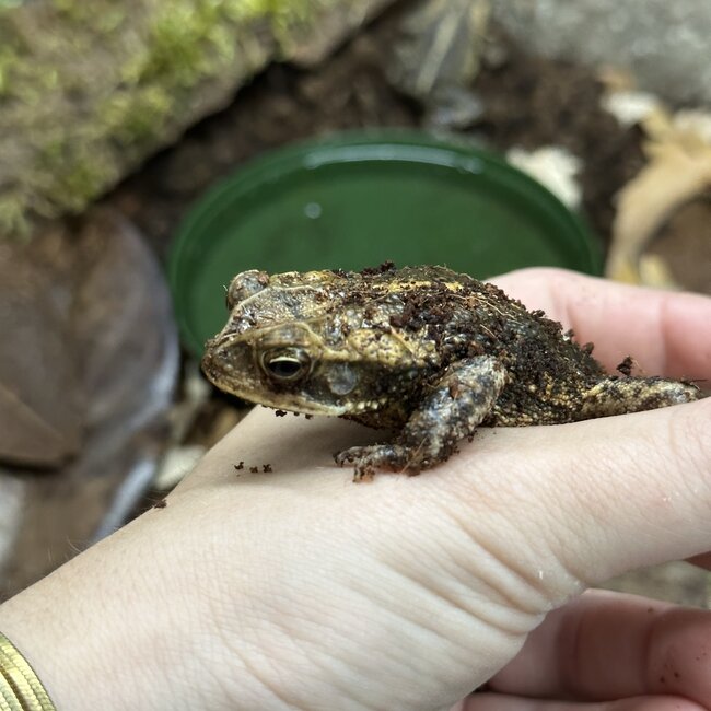 Gulf Coast Toad, Incilius Valliceps