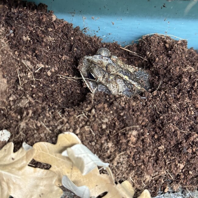 Gulf Coast Toad, Incilius Valliceps