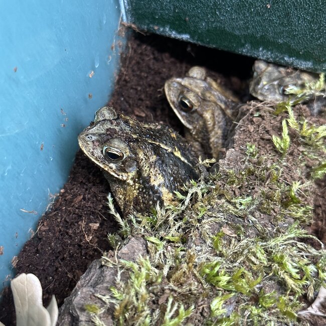 Gulf Coast Toad, Incilius Valliceps