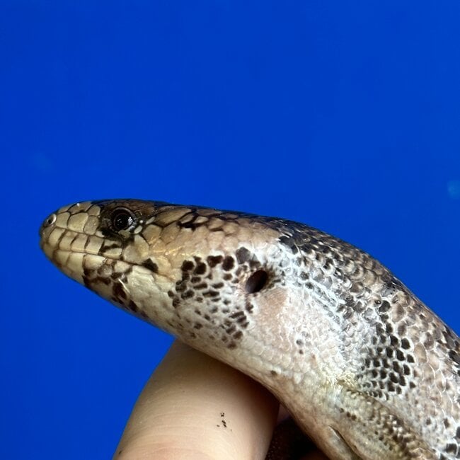 Pink Tongue Skink