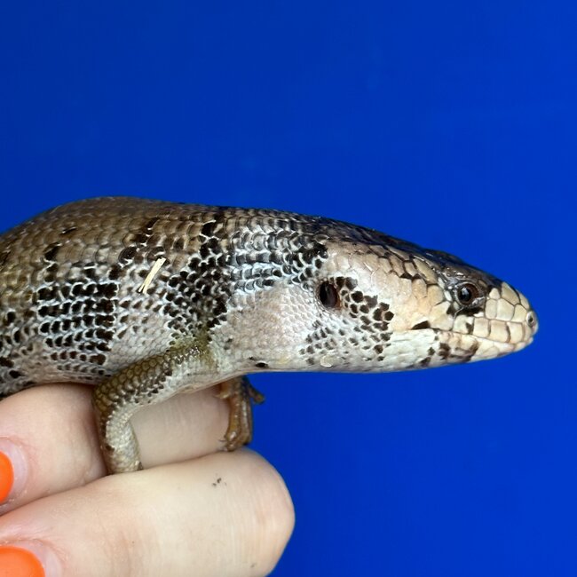 Pink Tongue Skink