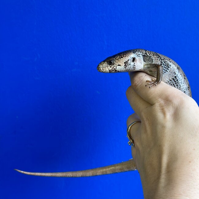 Pink Tongue Skink