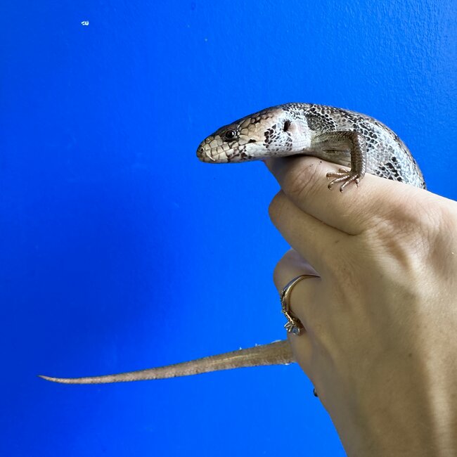 Pink Tongue Skink