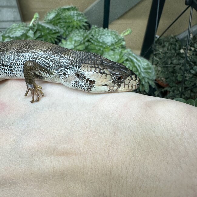 Pink Tongue Skink