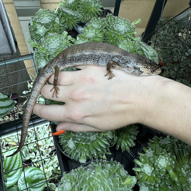 Pink Tongue Skink