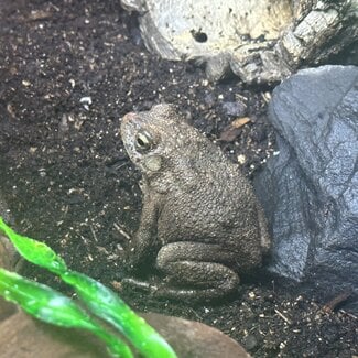 Egyptian Toad, Sclerophrys regularis