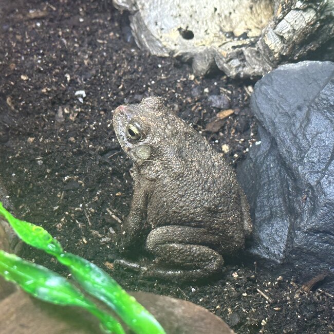 Egyptian Toad, Sclerophrys regularis