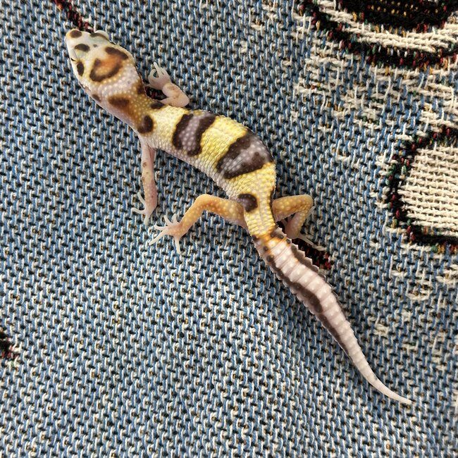 Bell Bold Red Stripe Leopard Gecko