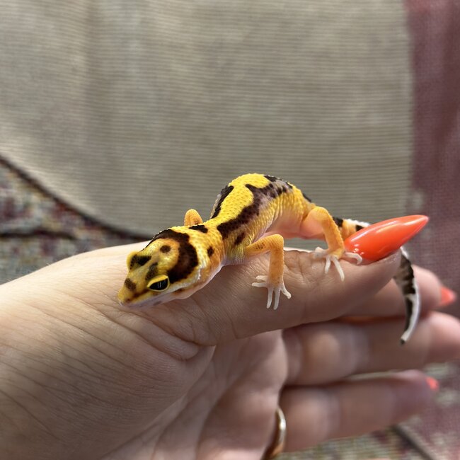 Bold Stripe Bandit Leopard Gecko