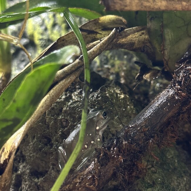 White's Tree Frog Snowflake