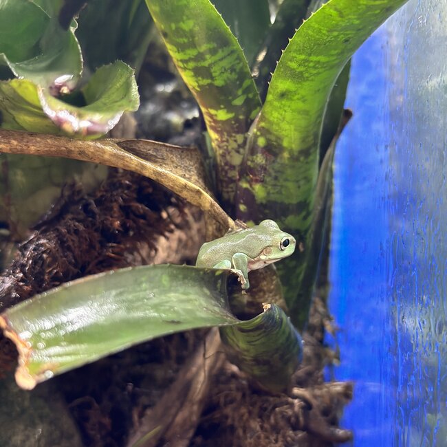 White's Tree Frog Normal Baby