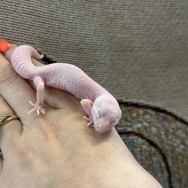 White Knight Leopard Gecko