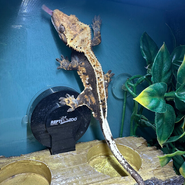 Crested Gecko Male ‘Rango’ SP