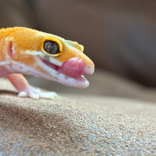 Tremper Leopard Gecko