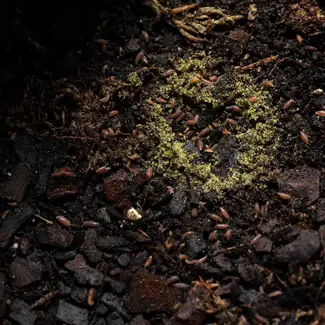 Purple Dwarf Isopod 12+ Trichoniscus sp.