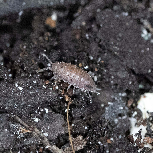 Purple Dwarf Isopod 12+ Trichoniscus sp.