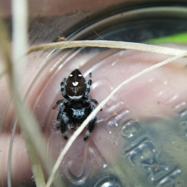 Regal Jumping Spider 'North Florida White' i5/i6, Phidippus Regius