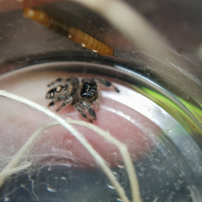 Regal Jumping Spider 'North Florida White' i5/i6, Phidippus Regius
