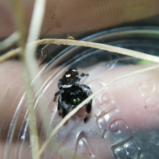 Regal Jumping Spider 'North Florida White' i5/i6, Phidippus Regius