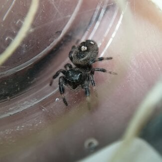 Regal Jumping Spider 'Apalachicola' i4-i6, Phidippus Regius sp. Apalachicola