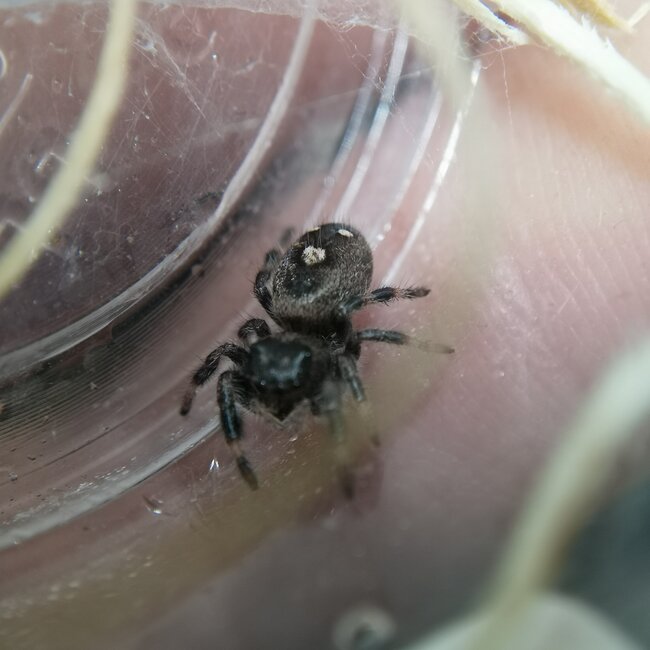 Regal Jumping Spider 'Apalachicola' i4-i6, Phidippus Regius sp. Apalachicola