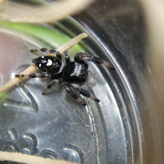 Regal Jumping Spider 'Apalachicola' i4-i6, Phidippus Regius sp. Apalachicola