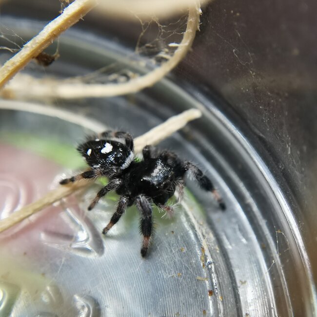 Regal Jumping Spider 'Apalachicola' i4-i6, Phidippus Regius sp. Apalachicola