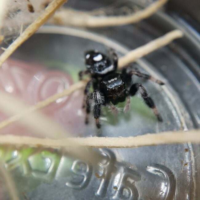 Regal Jumping Spider 'Apalachicola' i4-i6, Phidippus Regius sp. Apalachicola