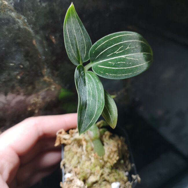Ludisia discolor alba Jewel Orchid